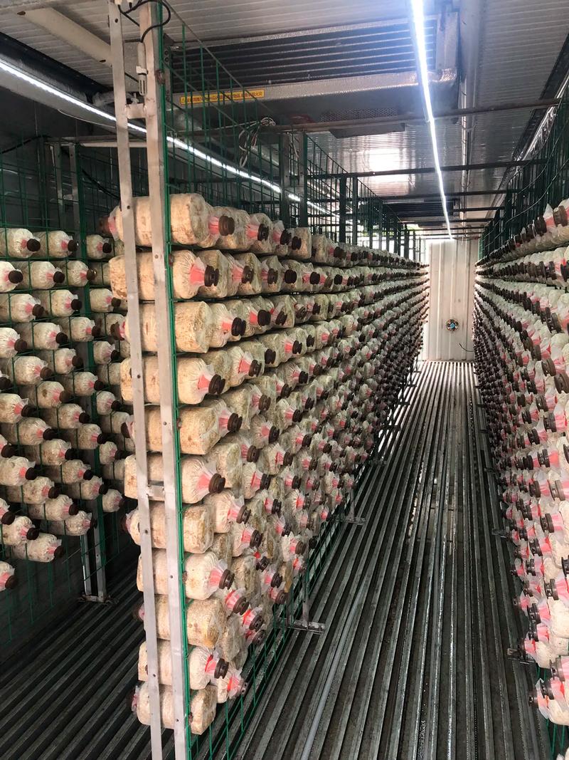 福建罗源秀珍菇菌种厂有何优势？-第1张图片-花冠旅游服务