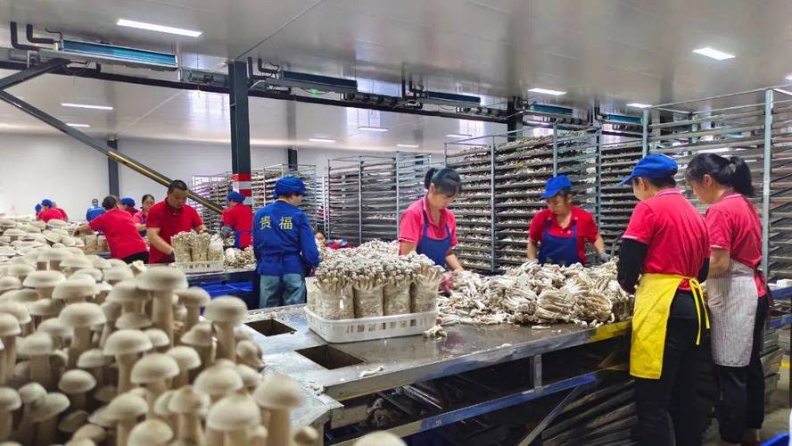 福建罗源秀珍菇菌种厂有何优势？-第3张图片-花冠旅游服务