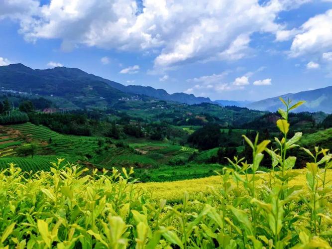 普安县江西坡生态小镇有何特色？-第2张图片-花冠旅游服务