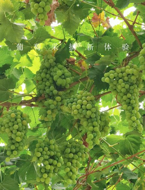 新疆葡萄图片大全有哪些品种？-第1张图片-花冠旅游服务