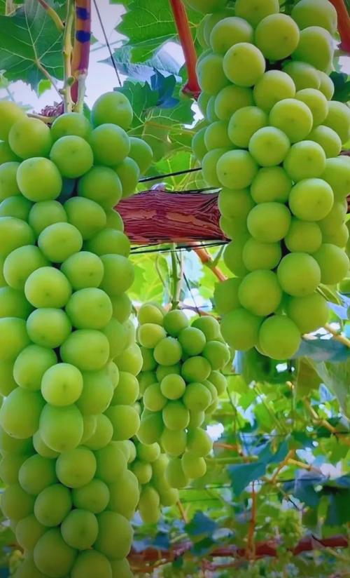 新疆葡萄图片大全有哪些品种？-第2张图片-花冠旅游服务