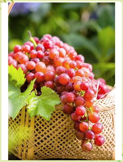 新疆三月有哪些水果当季？-第2张图片-花冠旅游服务