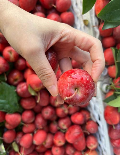 新疆三月有哪些水果当季？-第1张图片-花冠旅游服务