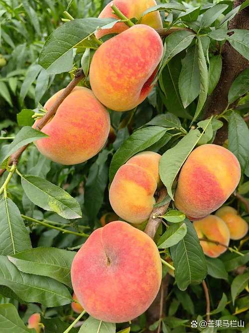 新疆三月有哪些水果当季？-第3张图片-花冠旅游服务