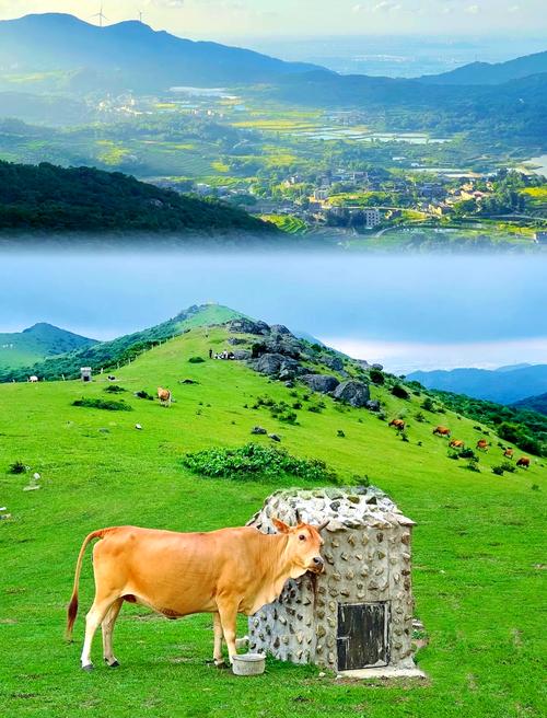 福建最大草原究竟在何方？-第1张图片-花冠旅游服务