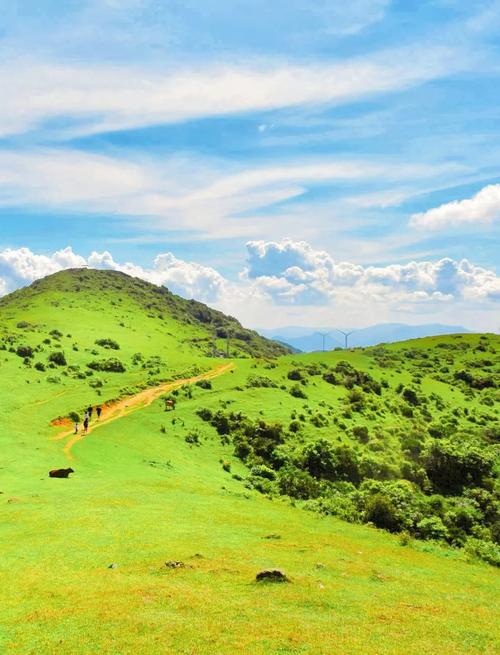 福建最大草原究竟在何方？-第2张图片-花冠旅游服务