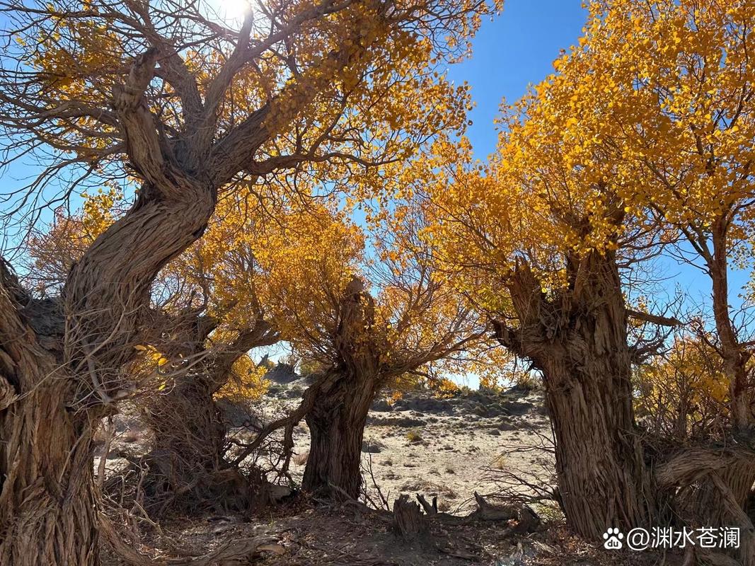 新疆哈密伊吾县淖毛湖有何独特之处?-第2张图片-花冠旅游服务 新疆哈密伊吾县淖毛湖有何独特之处?-第2张图片-花冠旅游服务