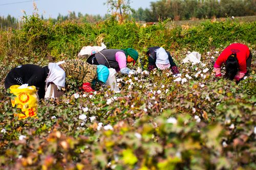 新疆摘棉花必备清单有哪些？-第2张图片-花冠旅游服务