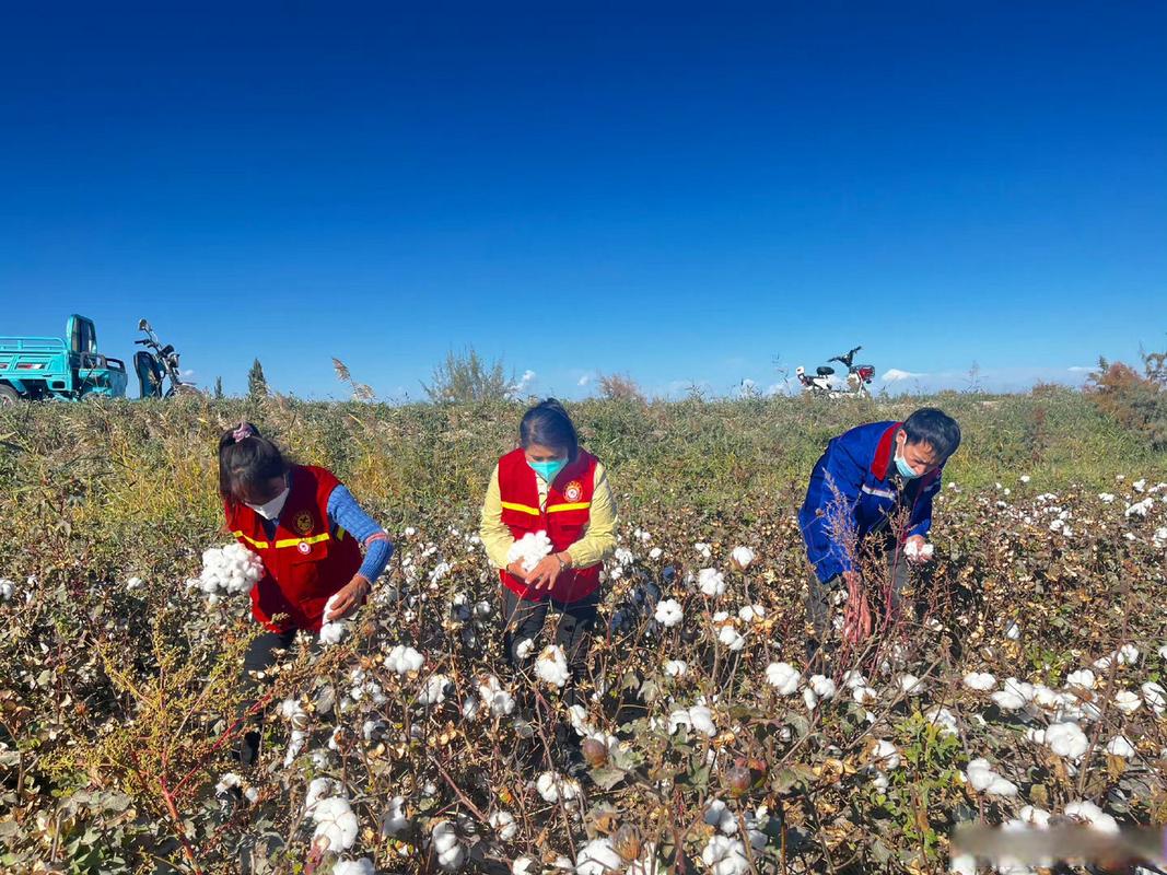 新疆摘棉花必备清单有哪些？-第1张图片-花冠旅游服务