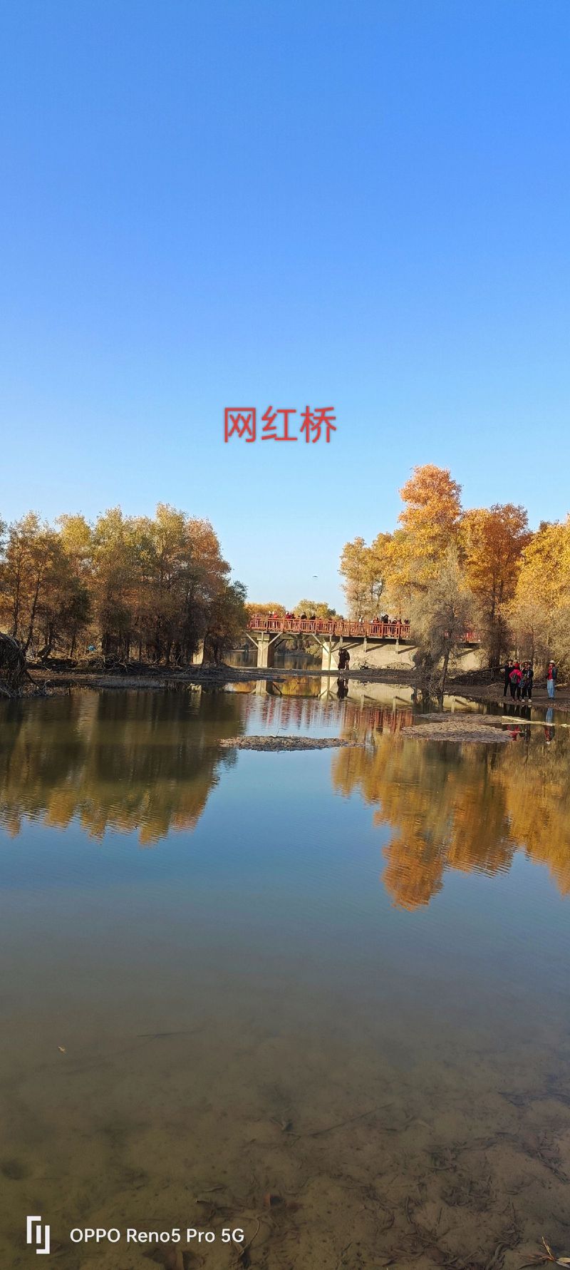 塔里木胡杨林为何被称为轮胎林？-第2张图片-花冠旅游服务