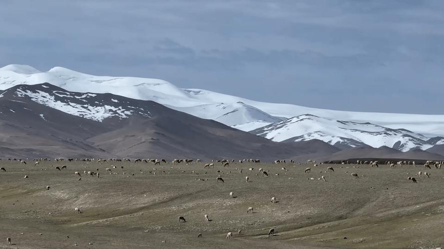 新疆山上白色的是什么？-第1张图片-花冠旅游服务