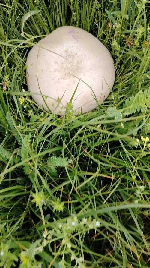 新疆山上白色的是什么？-第3张图片-花冠旅游服务