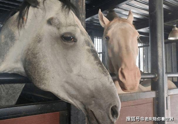 新疆古生态汗血马基地-第1张图片-花冠旅游服务