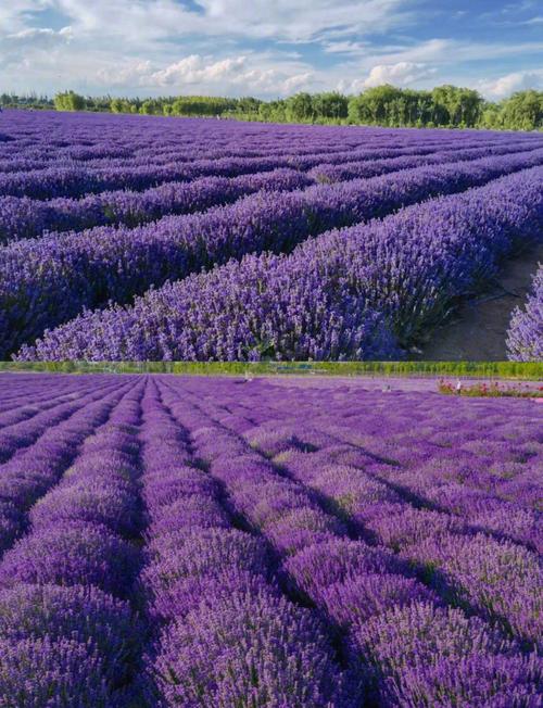 新疆7月真的能看到薰衣草吗？-第1张图片-花冠旅游服务