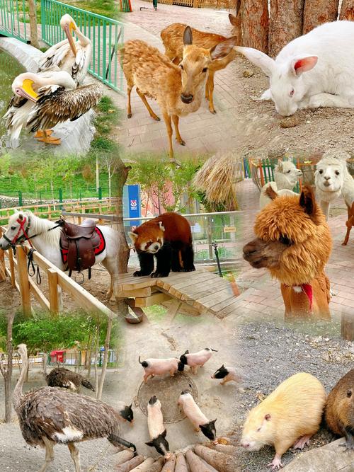 新疆动物园具体位置在哪儿？-第2张图片-花冠旅游服务