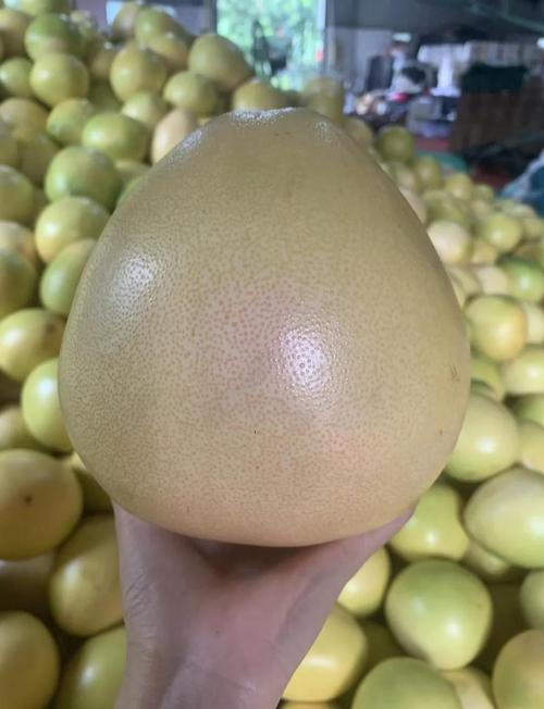 福建有哪些特色水果特产？-第1张图片-花冠旅游服务