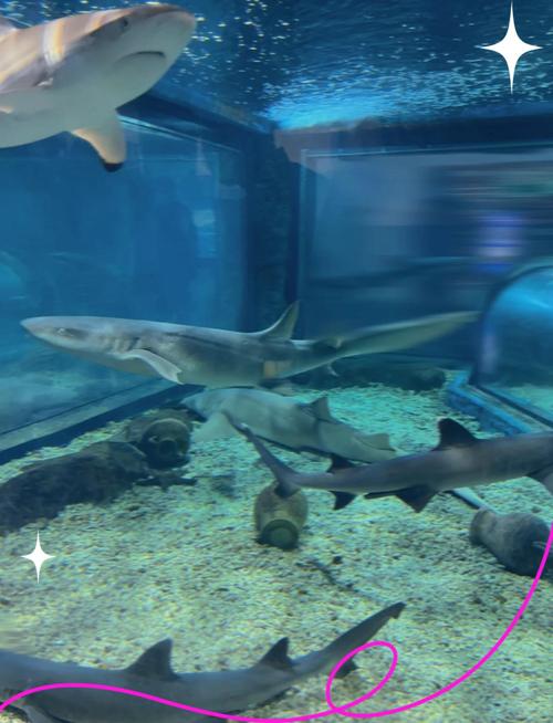 福建海洋世界哪家最值得去？-第2张图片-花冠旅游服务