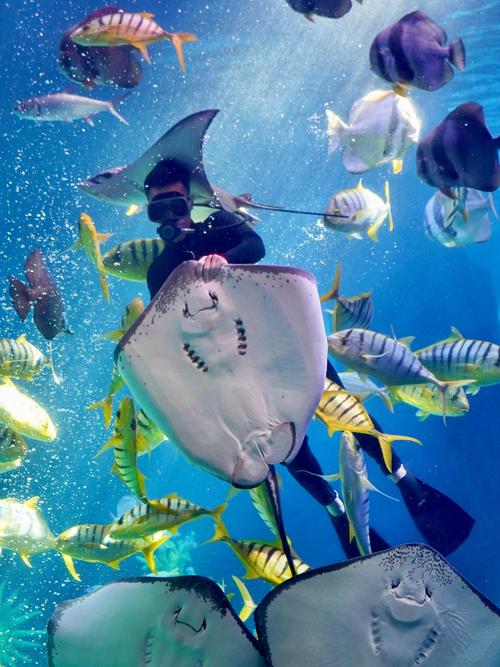 福建海洋世界哪家最值得去？-第3张图片-花冠旅游服务