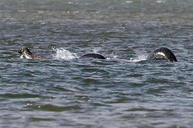 新疆天池水怪真相图片曝光了吗？-第2张图片-花冠旅游服务