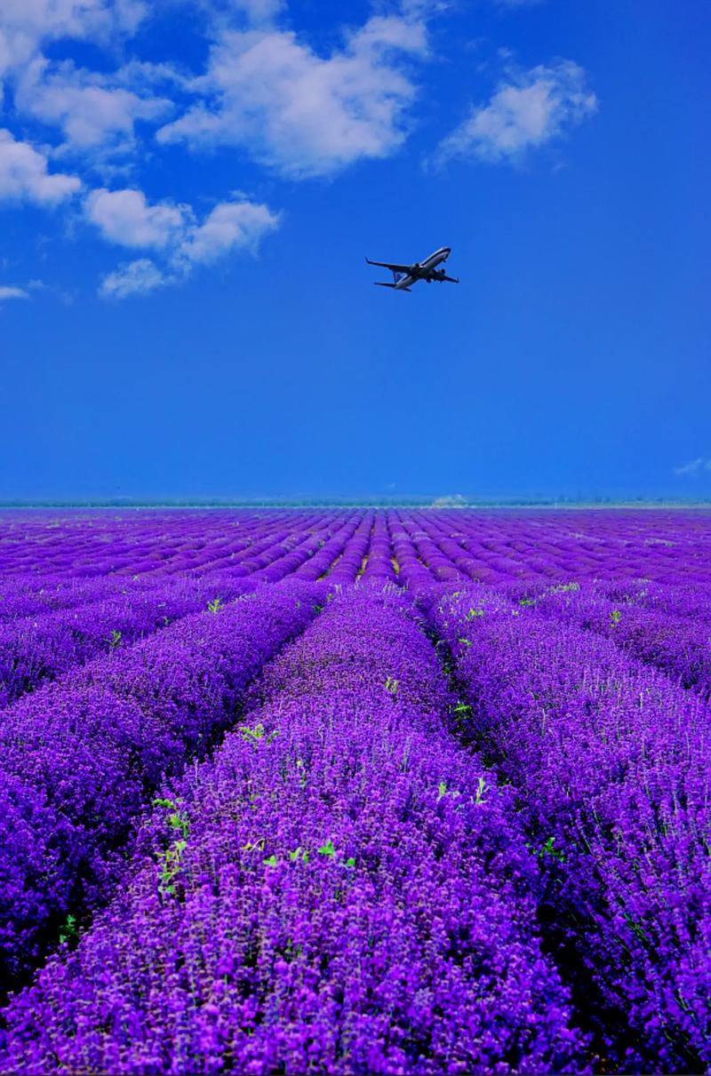 福建薰衣草花海具体位置在哪？-第1张图片-花冠旅游服务