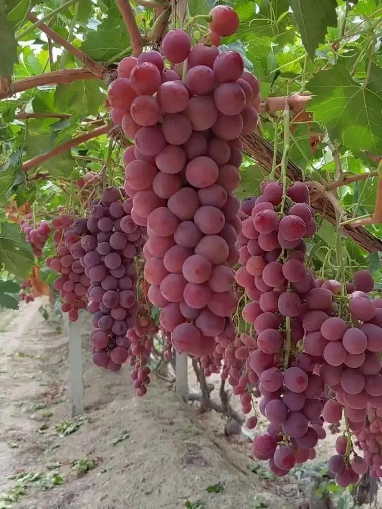 新疆盛产的水果有哪些？-第3张图片-花冠旅游服务