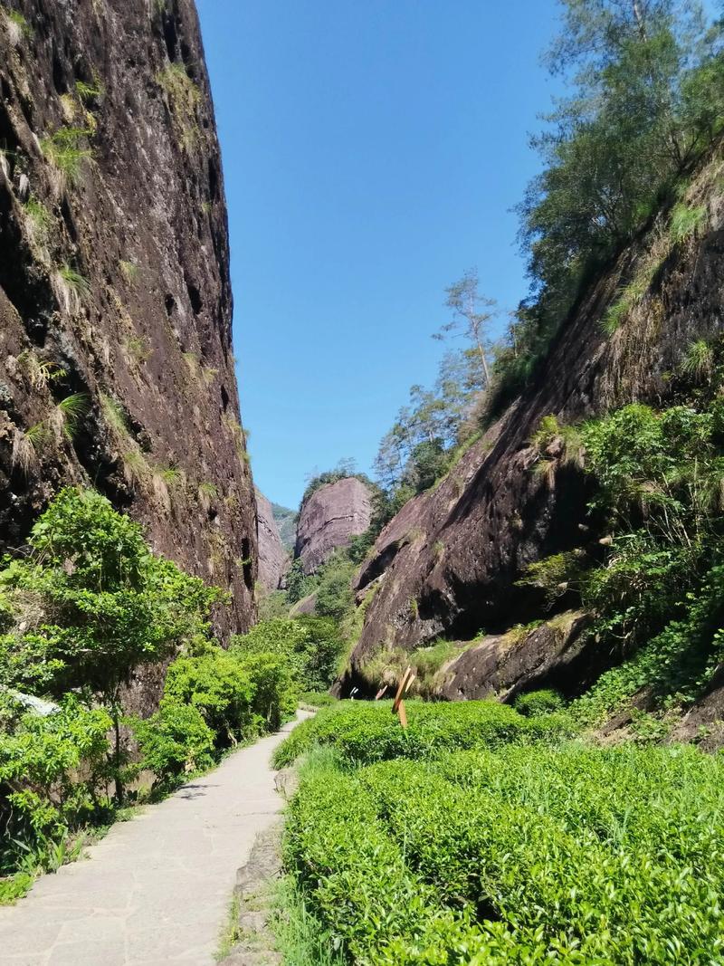 福建南平武夷山大红袍有何独特之处？-第2张图片-花冠旅游服务