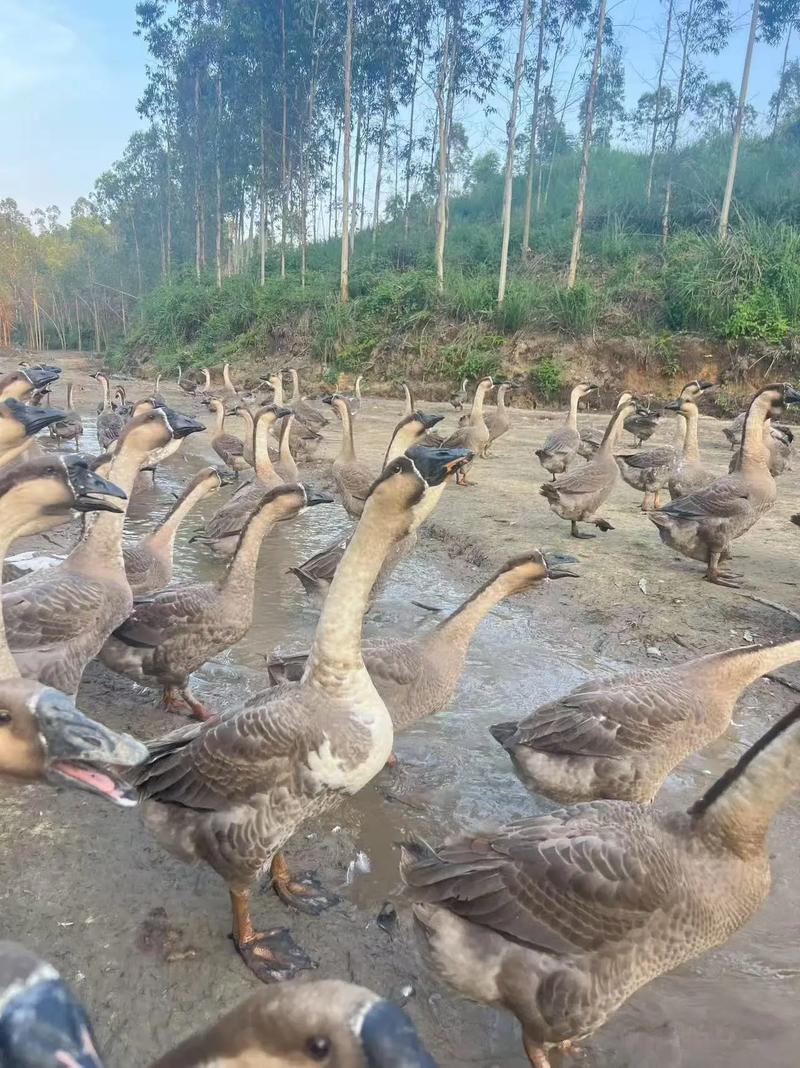 福建友清鹅业有何特色或优势？-第1张图片-花冠旅游服务