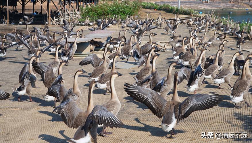 福建友清鹅业有何特色或优势？-第2张图片-花冠旅游服务