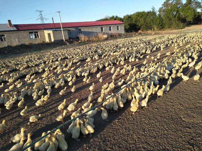 福建友清鹅业有何特色或优势？-第3张图片-花冠旅游服务