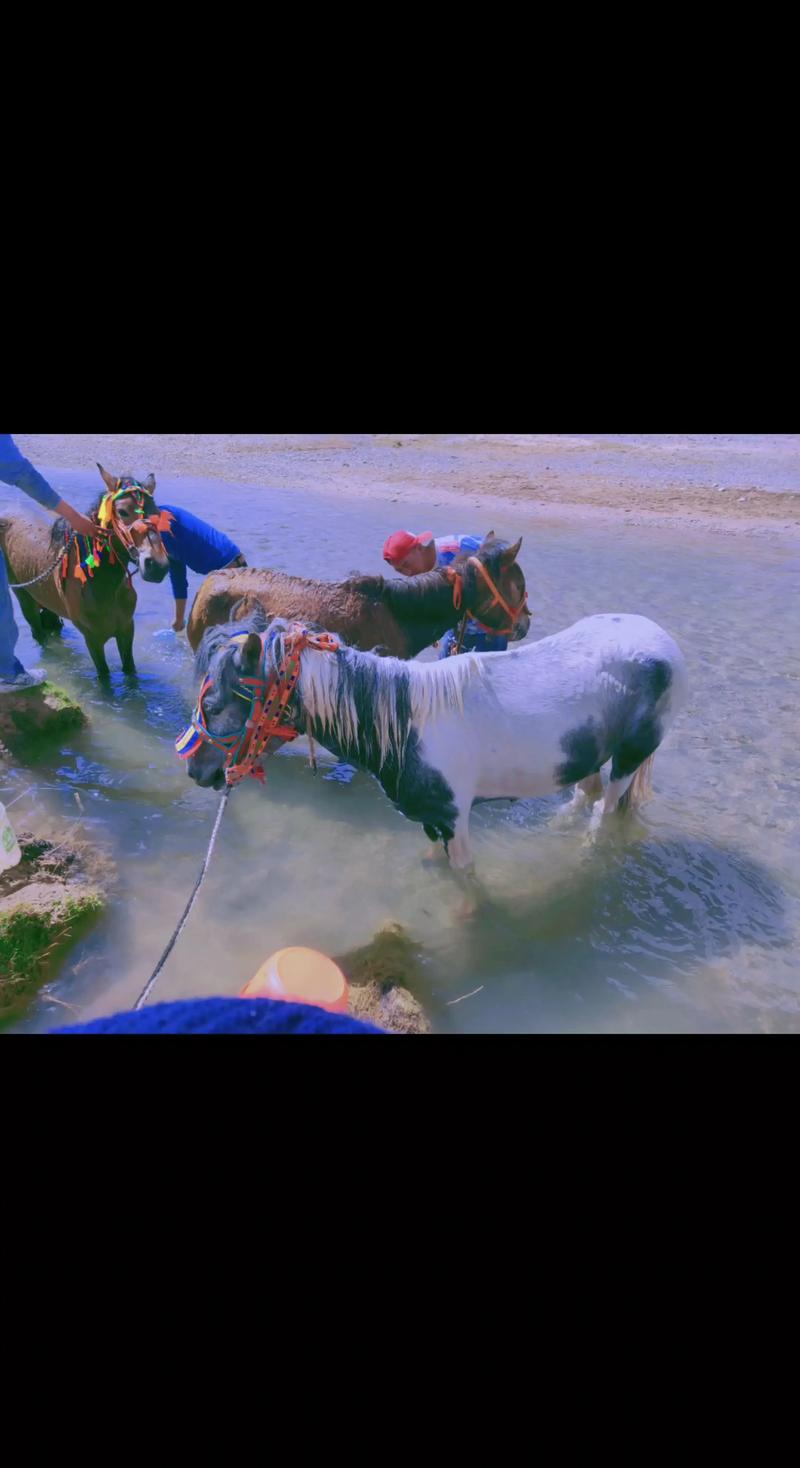 情侣骑行新疆为何会遭遇狼袭击？-第2张图片-花冠旅游服务