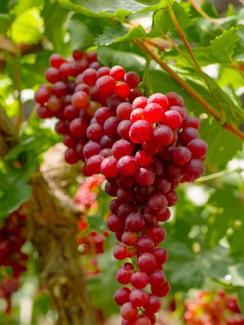 新疆吐鲁番为何盛产水果？-第1张图片-花冠旅游服务