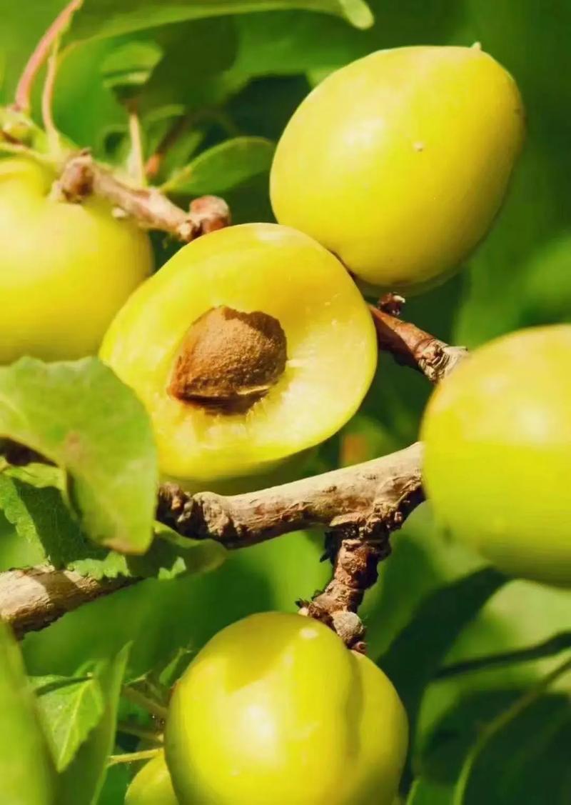 新疆吐鲁番为何盛产水果？-第2张图片-花冠旅游服务