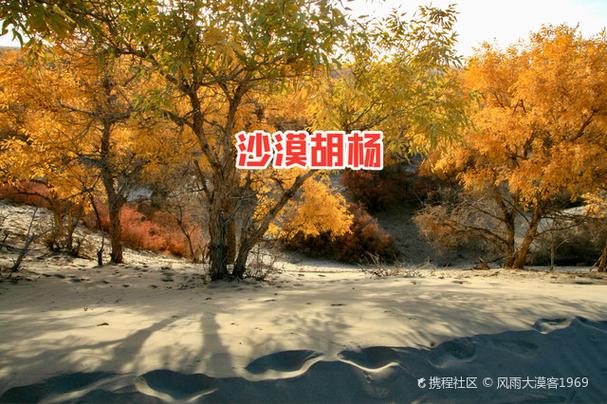 新疆胡杨林门票价格是多少？-第1张图片-花冠旅游服务