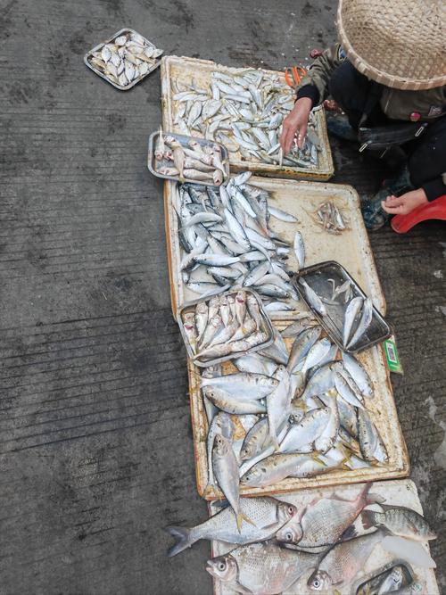 福建连江海鲜批发市场有何特色？-第1张图片-花冠旅游服务