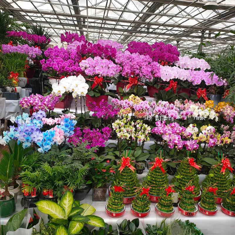 福建百卉花艺有限公司有何特色？-第2张图片-花冠旅游服务