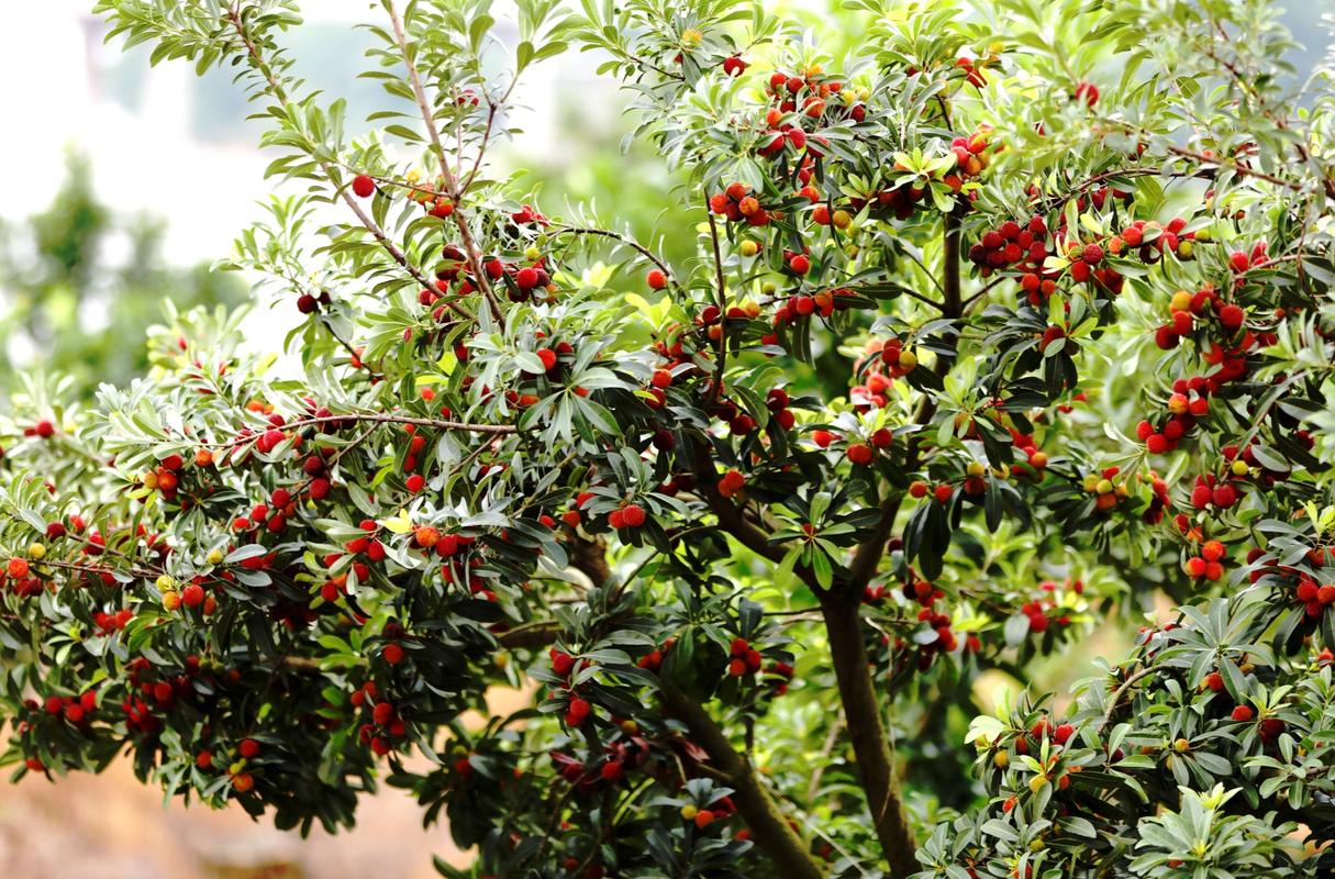 江西哪里产杨梅？-第1张图片-花冠旅游服务