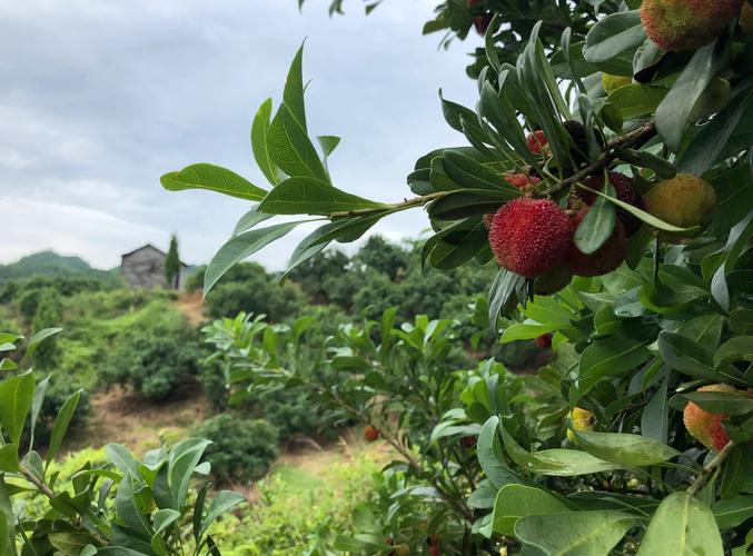 江西哪里产杨梅？-第2张图片-花冠旅游服务