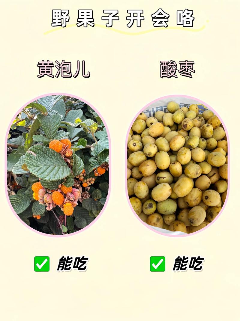 福建山上野果有哪些？-第1张图片-花冠旅游服务