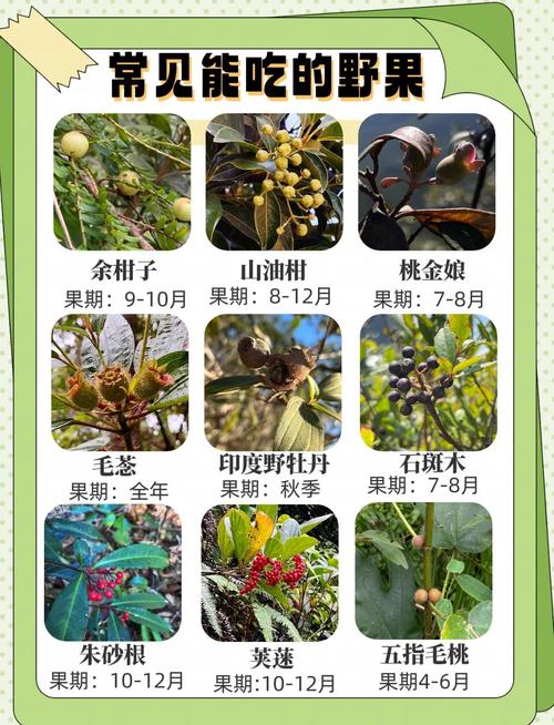 福建山上野果有哪些？-第2张图片-花冠旅游服务