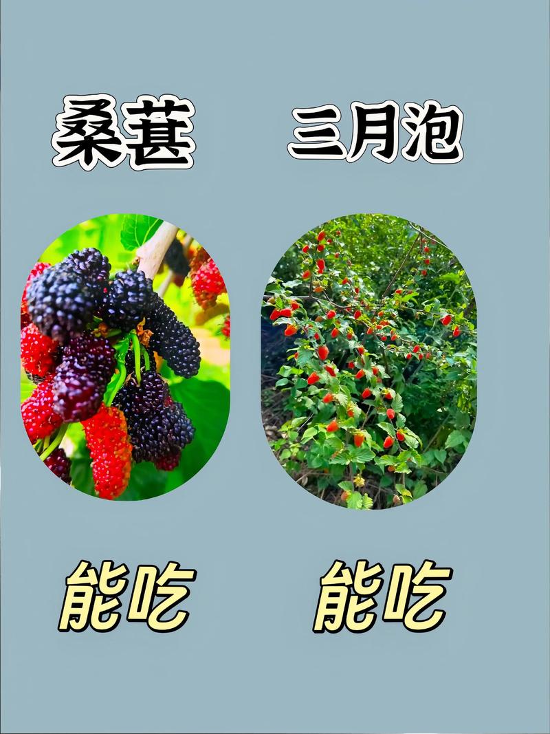 福建山上野果有哪些？-第3张图片-花冠旅游服务