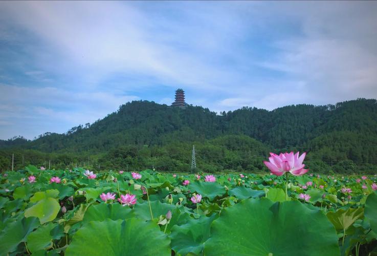 福建哪里能赏荷？-第1张图片-花冠旅游服务