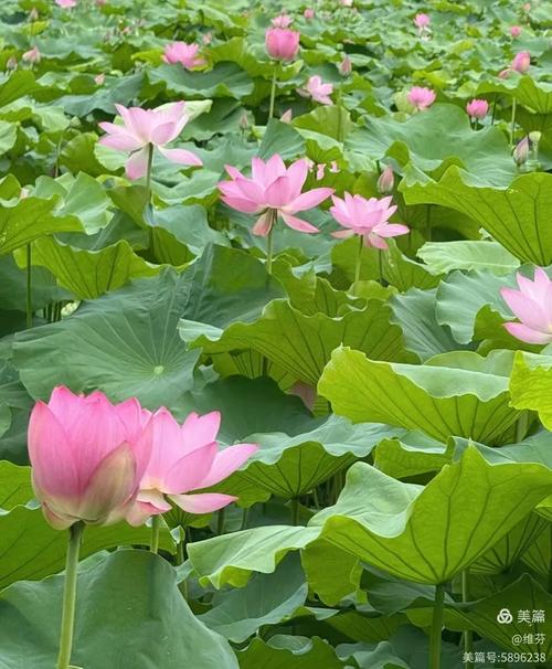 福建哪里能赏荷？-第3张图片-花冠旅游服务