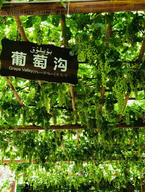 葡萄沟为何成新疆葡萄甜蜜名片？-第1张图片-花冠旅游服务