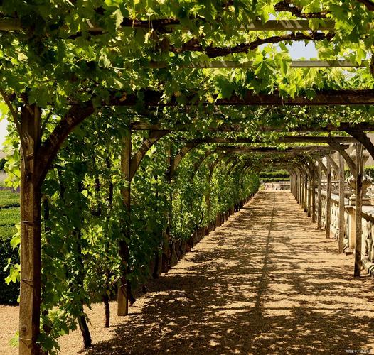 葡萄沟为何成新疆葡萄甜蜜名片？-第2张图片-花冠旅游服务