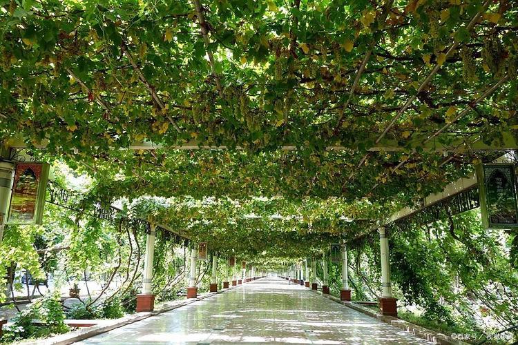 吐鲁番葡萄沟的葡萄为何如此诱人？-第2张图片-花冠旅游服务