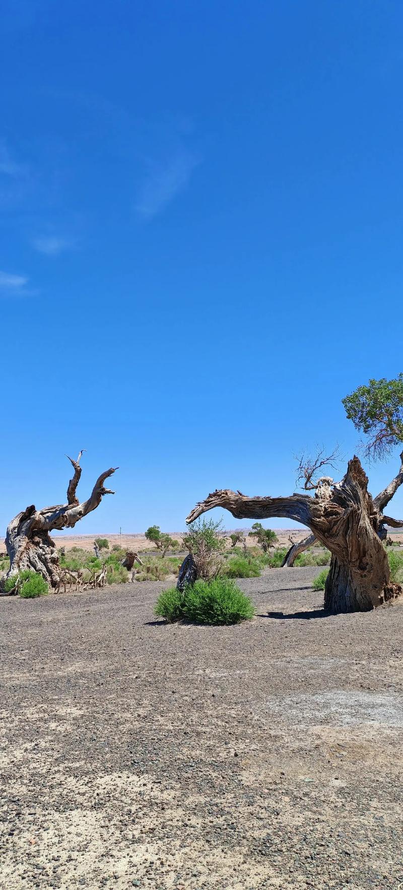 新疆胡杨林具体在新疆哪里？-第1张图片-花冠旅游服务