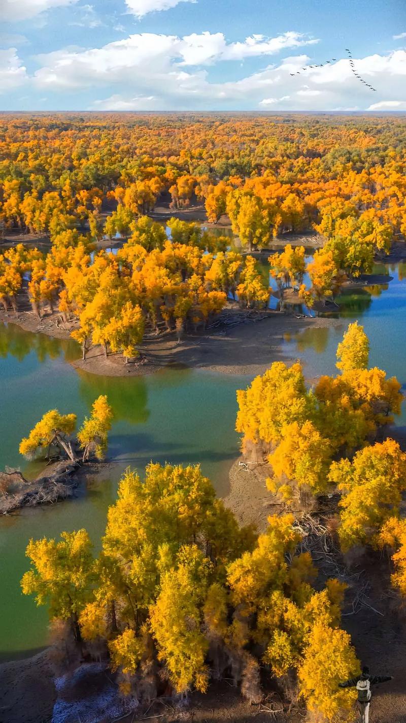 新疆胡杨林具体在新疆哪里？-第2张图片-花冠旅游服务