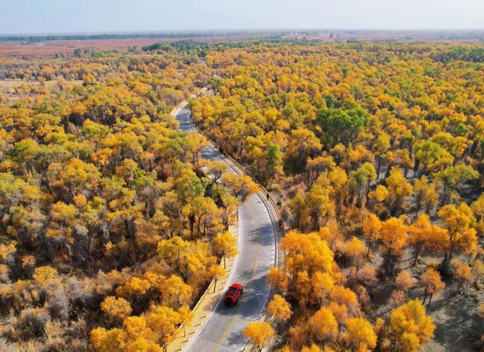 新疆胡杨林具体在新疆哪里？-第3张图片-花冠旅游服务