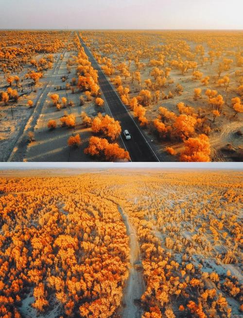 新疆胡杨林哪里最美？-第1张图片-花冠旅游服务