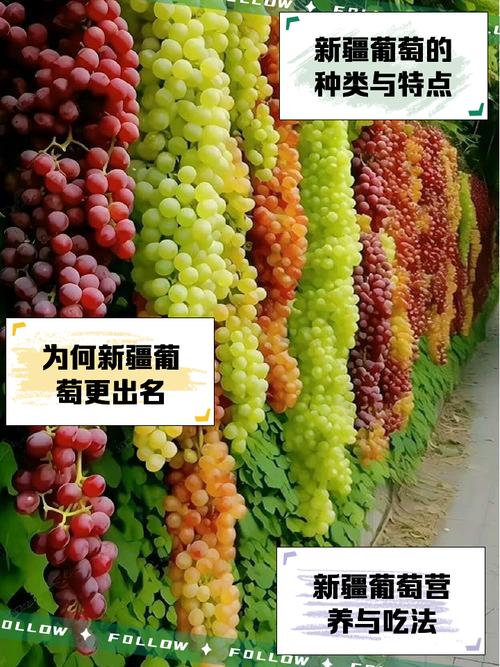 新疆葡萄几月成熟？-第1张图片-花冠旅游服务